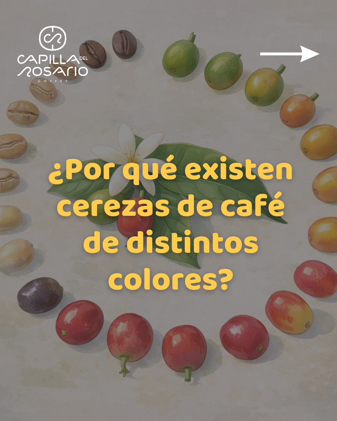 Coffee cherry color: genetic, biochemical foundations and technical reading at farm level