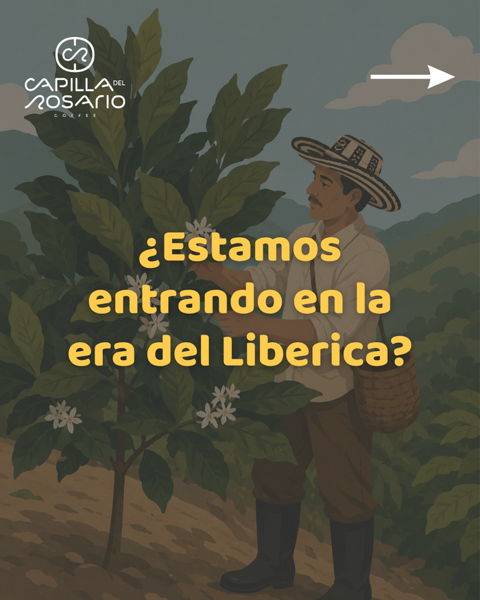 Rethinking the “third species”: Coffea Liberica and its place in specialty coffee