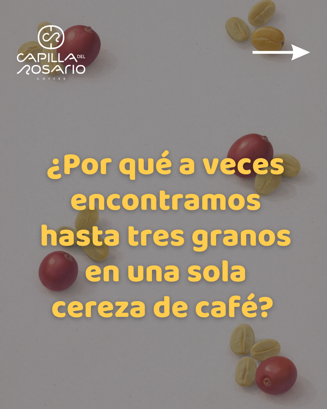 Variación en el número de granos en la cereza de café: bases botánicas y estimaciones para Coffea arabica en Colombia
