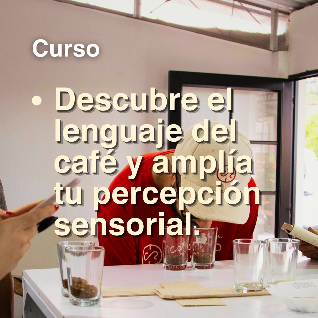 Coffee Cupping: A Journey into Flavor Perception