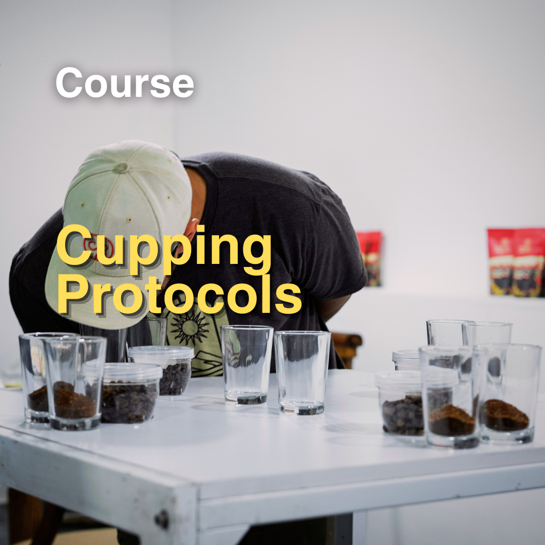 Coffee Cupping: A Journey into Flavor Perception