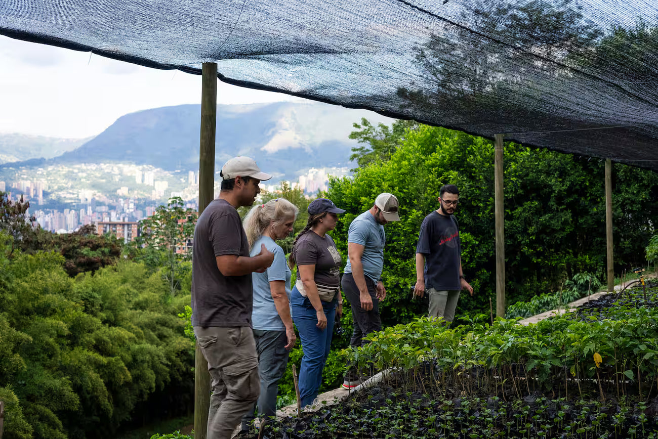 La planta encuentra su lugar