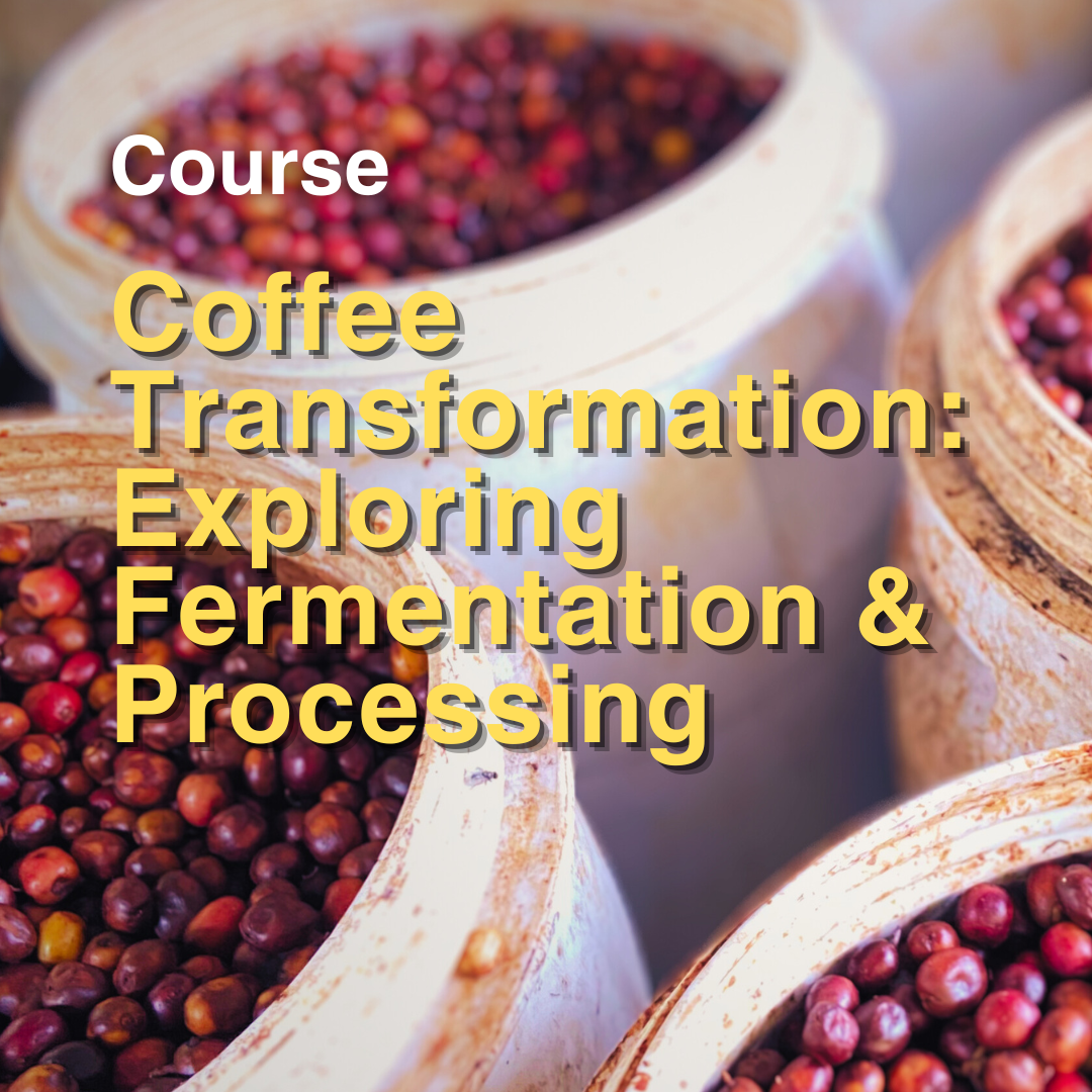 Coffee Transformation: Exploring Fermentation & Processing