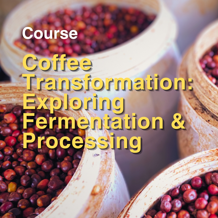 Coffee Transformation: Exploring Fermentation & Processing
