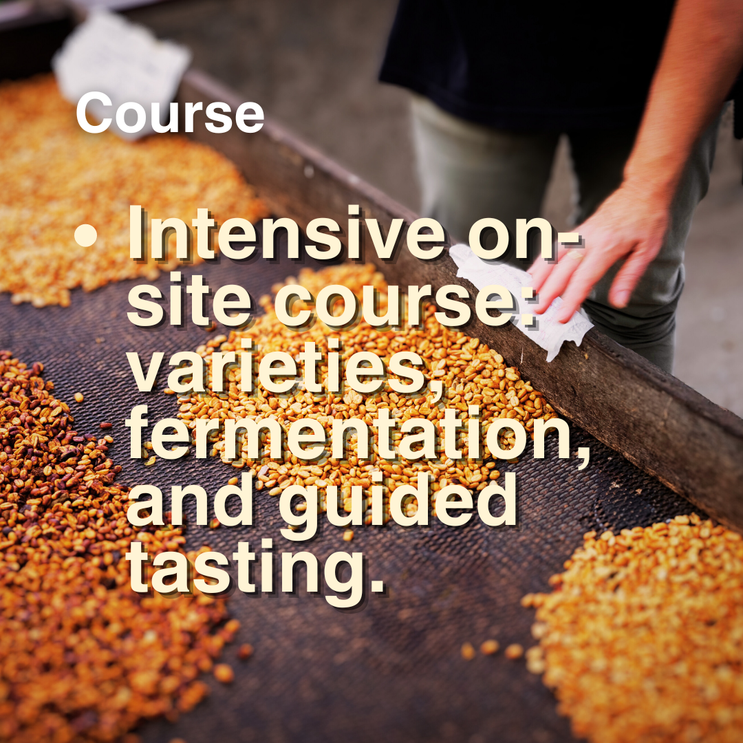 Coffee Transformation: Exploring Fermentation & Processing
