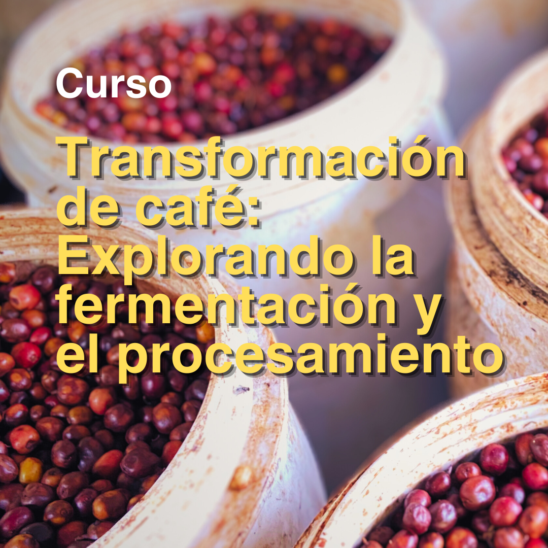 Coffee Transformation: Exploring Fermentation & Processing