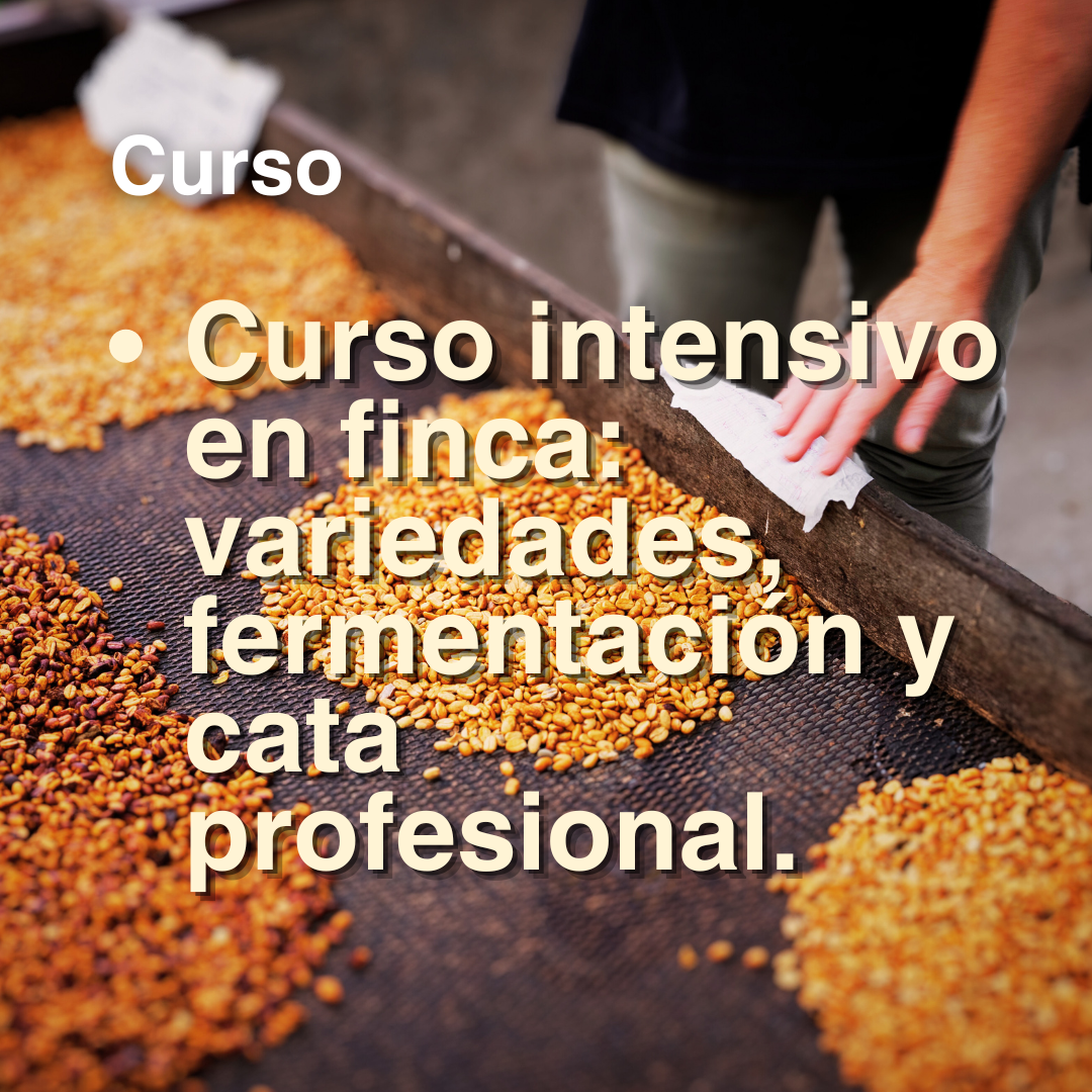 Coffee Transformation: Exploring Fermentation & Processing