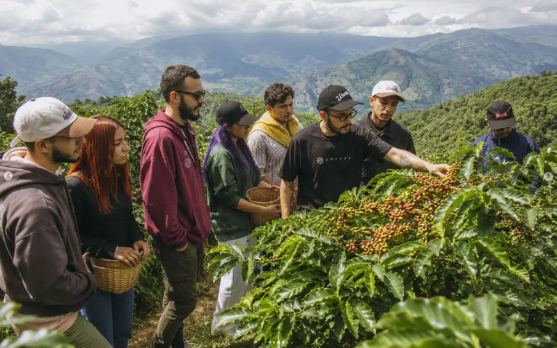 Cafetales, semillero y almácigo