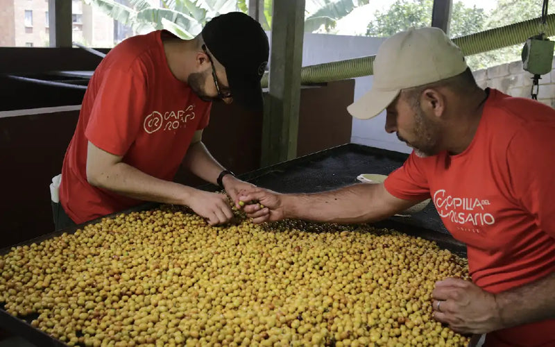 Coffee transformation: fermentation and processing